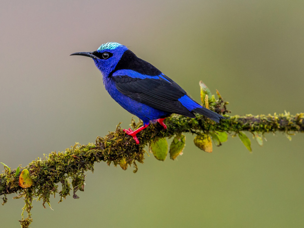Bird Watching Hotspots for Self Drivers in Congo: Birding in Congo