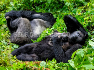 Road Trip Itineraries for Discovering Congo: Congo Safaris