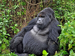 Road Trip Itineraries for Discovering Congo: Congo Safaris
